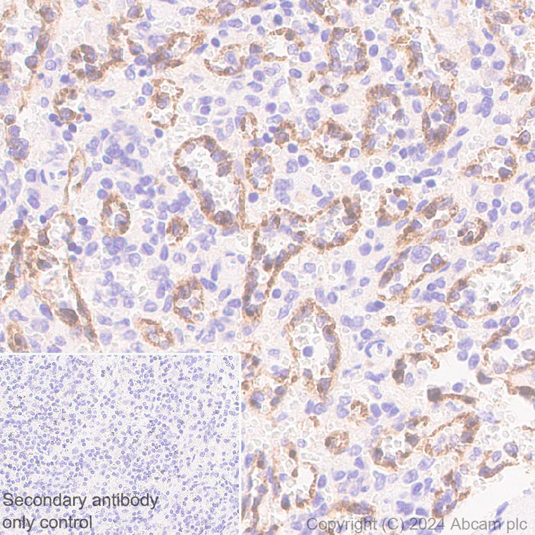 Immunohistochemistry (Formalin/PFA-fixed paraffin-embedded sections) - Anti-Stabilin-1 antibody [EPR27955-12] - BSA and Azide free (AB317257)