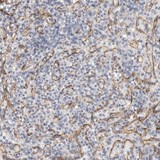 Immunohistochemistry (Formalin/PFA-fixed paraffin-embedded sections) - Anti-Stabilin 2 antibody (AB121893)