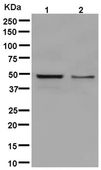 Western blot - Anti-STAC antibody [EPR12805] - BSA and Azide free (AB250385)