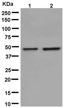 Western blot - Anti-STAC antibody [EPR12805] - BSA and Azide free (AB250385)