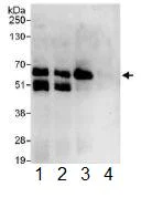 Immunoprecipitation - Anti-STAM1 antibody (AB117813)