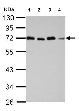 Western blot - Anti-STAM1 antibody (AB155527)