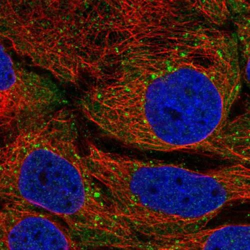 Immunocytochemistry/ Immunofluorescence - Anti-STAM1 antibody (AB244470)