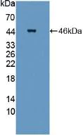 Western blot - Anti-STAM2 antibody (AB231280)
