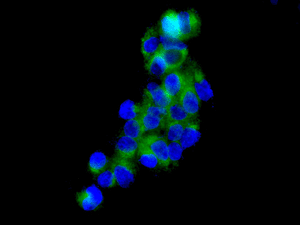 Immunocytochemistry/ Immunofluorescence - Anti-STAM2 antibody [EPR8688] (AB151545)