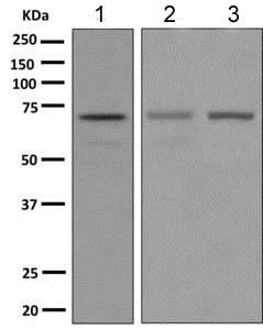 Western blot - Anti-STAM2 antibody [EPR8688] - BSA and Azide free (AB248995)