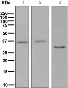 Western blot - Anti-Stanniocalcin 1/STC antibody [EPR6055] - BSA and Azide free (AB248044)