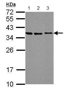 Western blot - Anti-Stanniocalcin 2/STC-2 antibody (AB183665)