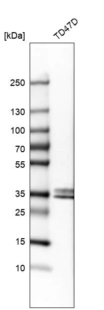 Western blot - Anti-Stanniocalcin 2/STC-2 antibody (AB262857)