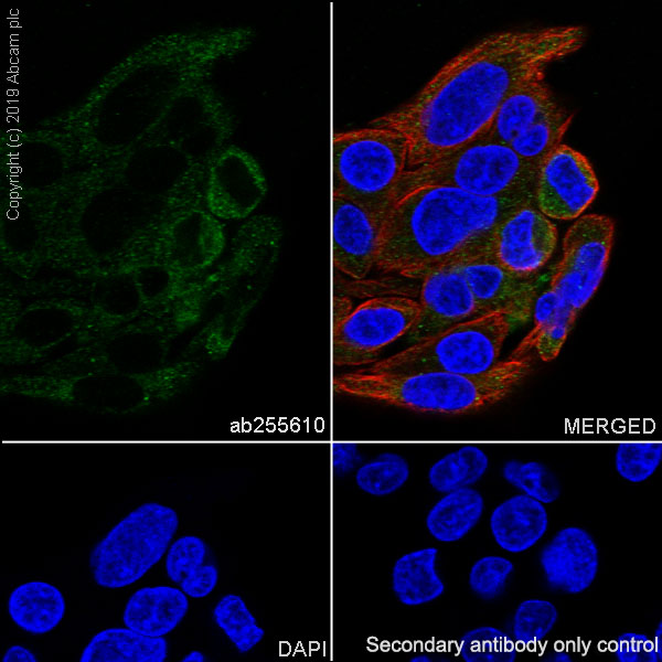 Immunocytochemistry/ Immunofluorescence - Anti-Stanniocalcin 2/STC-2 antibody [EPR22866-10] (ab255610), expandable thumbnail