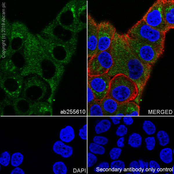 Immunocytochemistry/ Immunofluorescence - Anti-Stanniocalcin 2/STC-2 antibody [EPR22866-10] (ab255610), expandable thumbnail