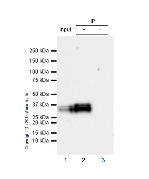 Immunoprecipitation - Anti-Stanniocalcin 2/STC-2 antibody [EPR22866-10] (AB255610), expandable thumbnail
