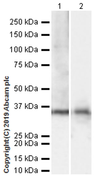 Western blot - Anti-Stanniocalcin 2/STC-2 antibody [EPR22866-10] (AB255610), expandable thumbnail