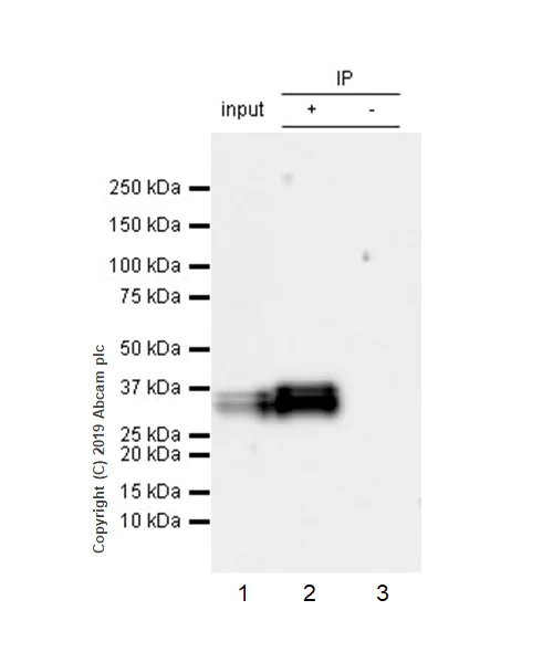 Immunoprecipitation - Anti-Stanniocalcin 2/STC-2 antibody [EPR22866-10] - BSA and Azide free (AB261915)