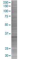 SDS-PAGE - STAP-1 overexpression 293T lysate (whole cell) (AB94204), expandable thumbnail