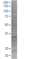 SDS-PAGE - STAP-1 overexpression 293T lysate (whole cell) (AB94204)