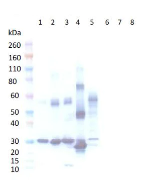Western blot - Anti-Staphylococcus aureus Enterotoxins A + B + TSST-1 antibody (AB190337)