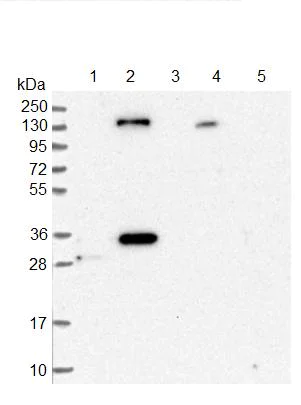 Western blot - Anti-StARD13 antibody (AB126489)