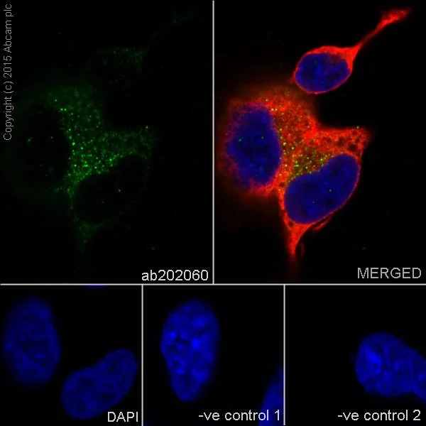 Immunocytochemistry/ Immunofluorescence - Anti-STARD4 antibody [EPR17847-32] - BSA and Azide free (AB251360)