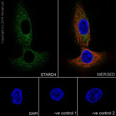Immunocytochemistry/ Immunofluorescence - Anti-STARD4 antibody [EPR17847] - BSA and Azide free (AB251308)