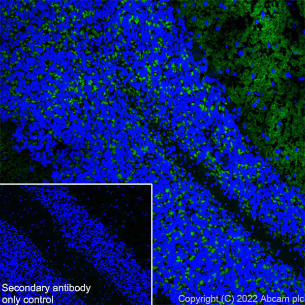 Immunohistochemistry (Frozen sections) - Anti-Stargazin antibody [EPR25387-48] (AB300519), expandable thumbnail