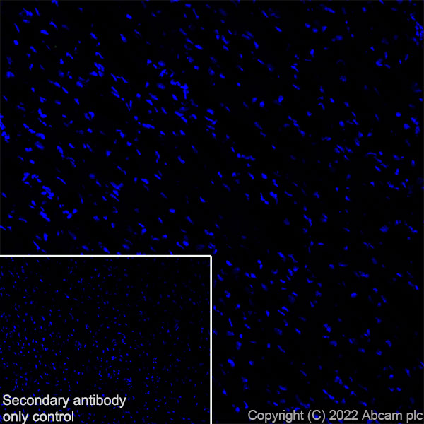 Immunohistochemistry (Frozen sections) - Anti-Stargazin antibody [EPR25387-48] (AB300519), expandable thumbnail