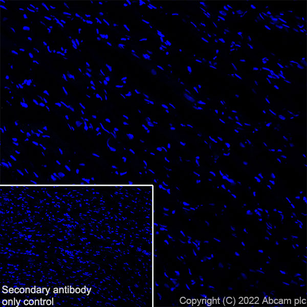 Immunohistochemistry (Frozen sections) - Anti-Stargazin antibody [EPR25387-48] (AB300519), expandable thumbnail