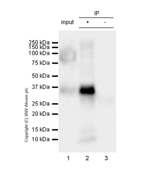 Immunoprecipitation - Anti-Stargazin antibody [EPR25387-48] (AB300519), expandable thumbnail