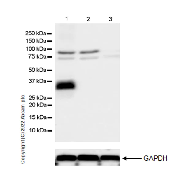 Western blot - Anti-Stargazin antibody [EPR25387-48] (AB300519)
