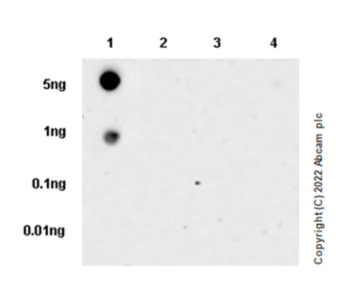 Dot Blot - Anti-Stargazin antibody [EPR25387-48] - BSA and Azide free (AB300520)