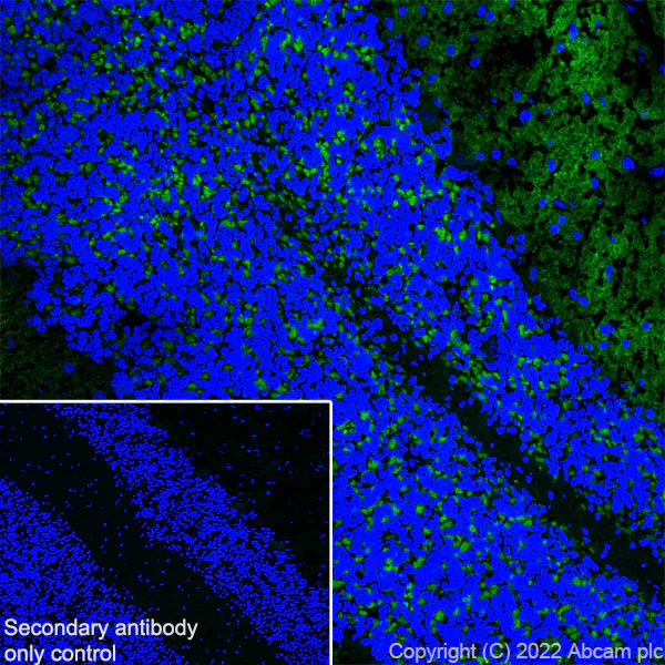 Immunohistochemistry (Frozen sections) - Anti-Stargazin antibody [EPR25387-48] - BSA and Azide free (AB300520)