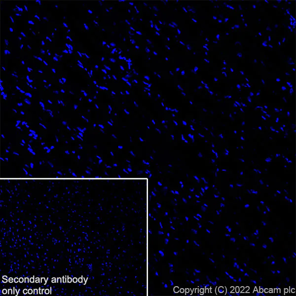 Immunohistochemistry (Frozen sections) - Anti-Stargazin antibody [EPR25387-48] - BSA and Azide free (AB300520)