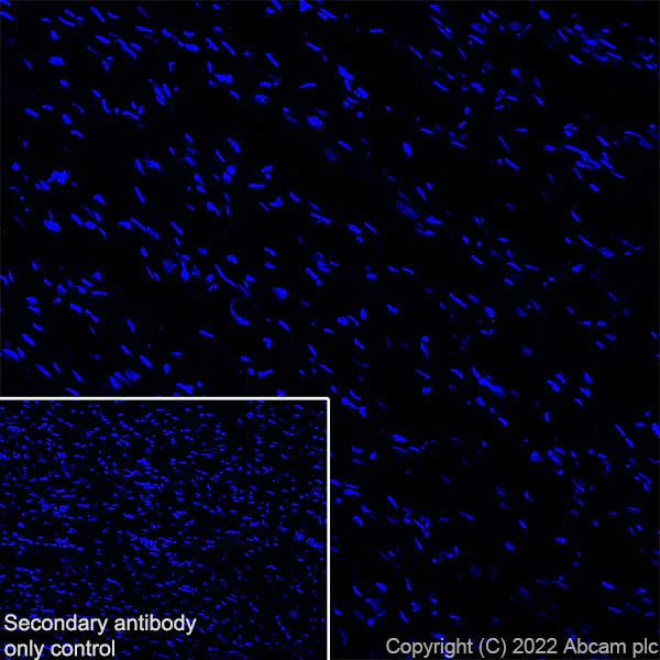 Immunohistochemistry (Frozen sections) - Anti-Stargazin antibody [EPR25387-48] - BSA and Azide free (AB300520)