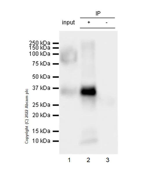 Immunoprecipitation - Anti-Stargazin antibody [EPR25387-48] - BSA and Azide free (AB300520)