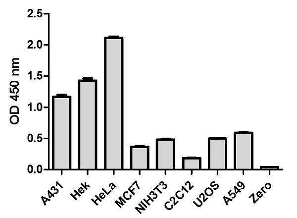 Sandwich ELISA - STAT 5 A/B (pY694/699 + Total) ELISA Kit (AB205715)