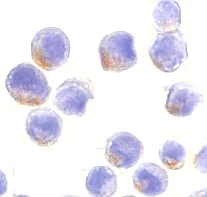 Immunocytochemistry/ Immunofluorescence - Anti-STAT1 alpha antibody (AB2071)