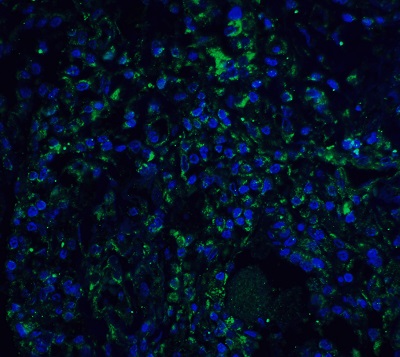 Immunohistochemistry (Formalin/PFA-fixed paraffin-embedded sections) - Anti-STAT1 alpha antibody (AB2071), expandable thumbnail