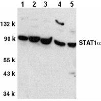 Western blot - Anti-STAT1 alpha antibody (AB2071), expandable thumbnail