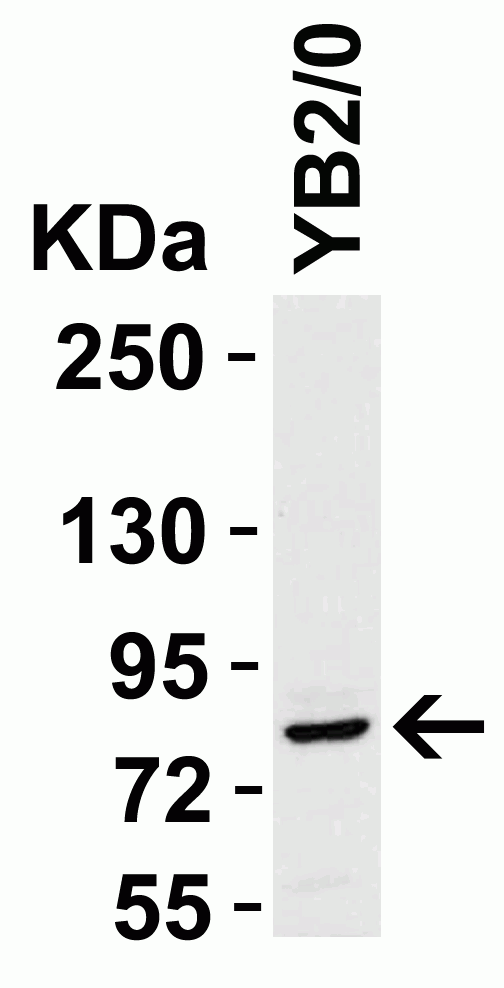 Western blot - Anti-STAT1 alpha antibody (AB2071), expandable thumbnail