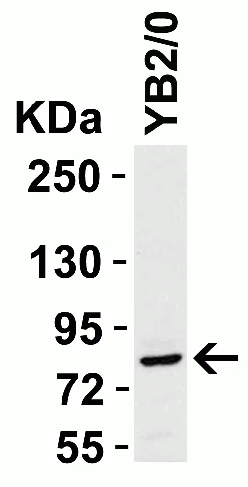 Western blot - Anti-STAT1 alpha antibody (AB2071)
