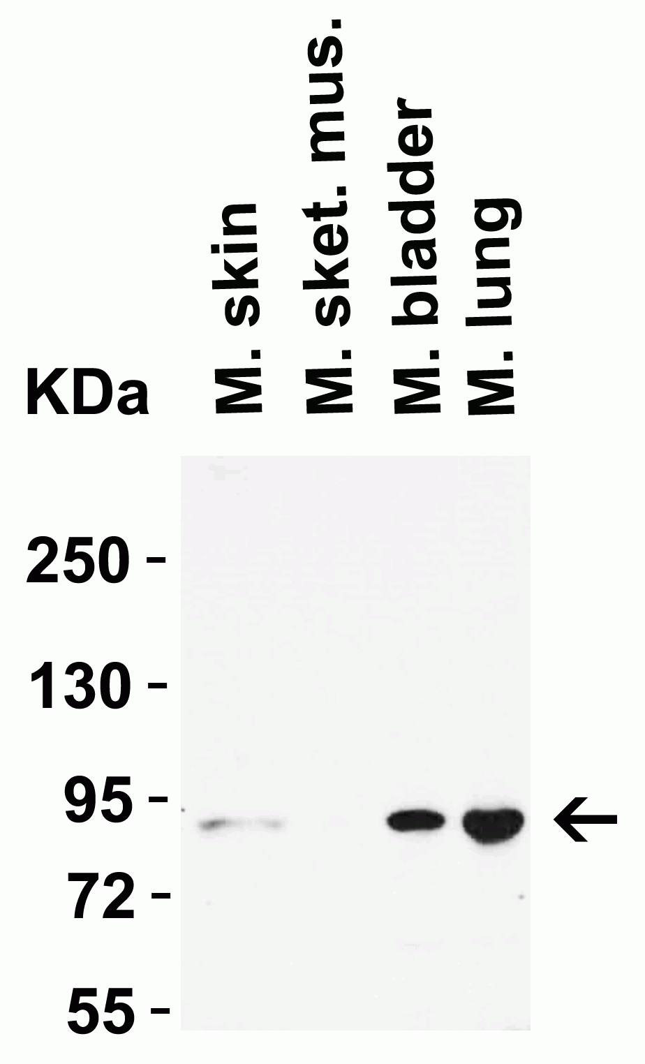 Western blot - Anti-STAT1 alpha antibody (AB2071), expandable thumbnail