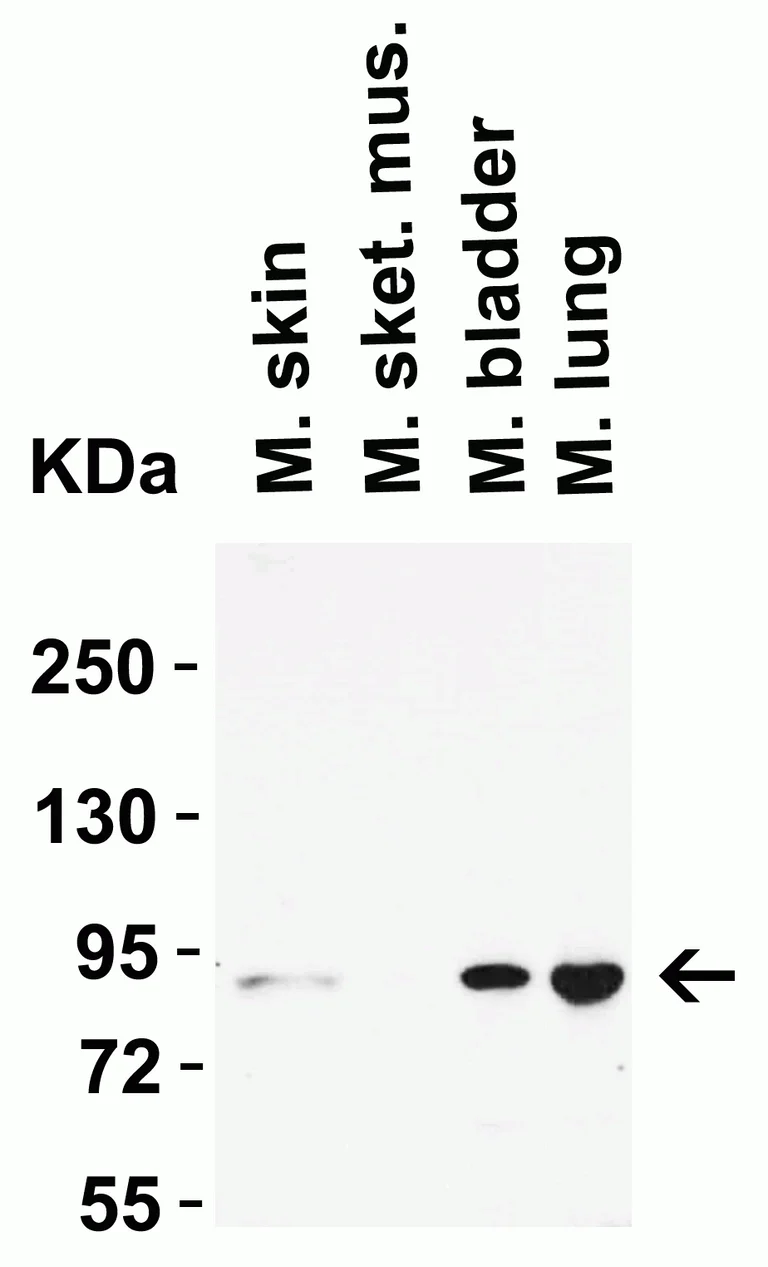 Western blot - Anti-STAT1 alpha antibody (AB2071)