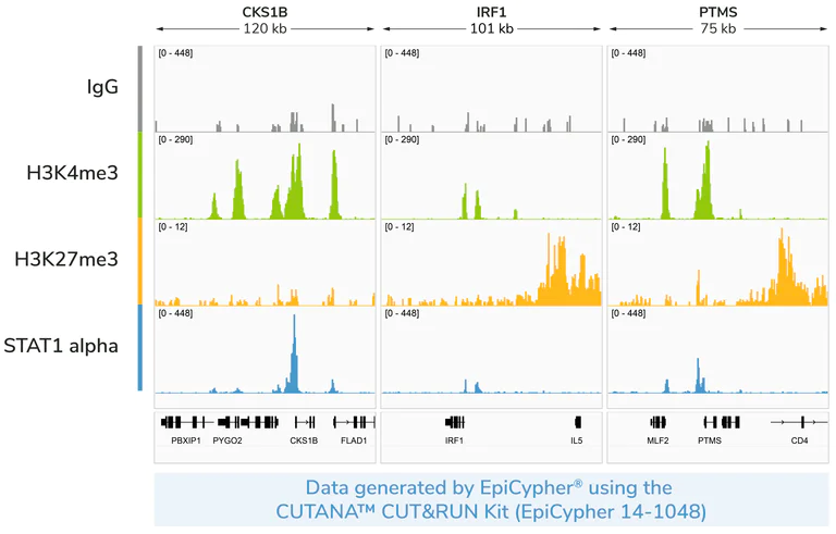 ChIC/CUT&RUN sequencing - Anti-STAT1 alpha antibody [EPYR2154] (AB92506)