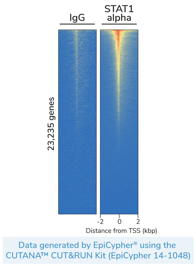 ChIC/CUT&RUN sequencing - Anti-STAT1 alpha antibody [EPYR2154] (AB92506)