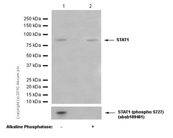 Western blot - Anti-STAT1 alpha antibody [EPYR2154] (AB92506), expandable thumbnail