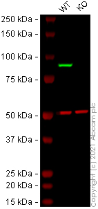 Western blot - Anti-STAT1 alpha antibody [EPYR2154] (AB92506), expandable thumbnail