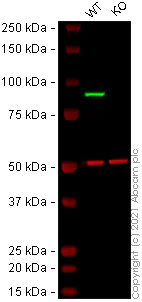 Western blot - Anti-STAT1 alpha antibody [EPYR2154] (AB92506)