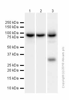 Western blot - Anti-STAT1 alpha antibody [EPYR2154] (AB92506), expandable thumbnail