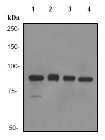 Western blot - Anti-STAT1 alpha antibody [EPYR2154] (ab92506), expandable thumbnail