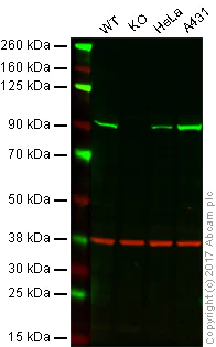 Western blot - Anti-STAT1 alpha antibody [EPYR2154] (AB92506)